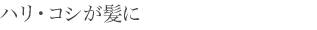 ハリ・コシが髪に